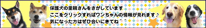 犬の里親さんを探しています