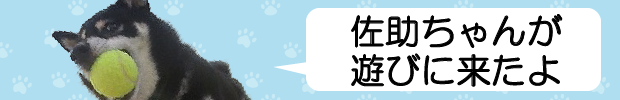 sasuke_banner01
